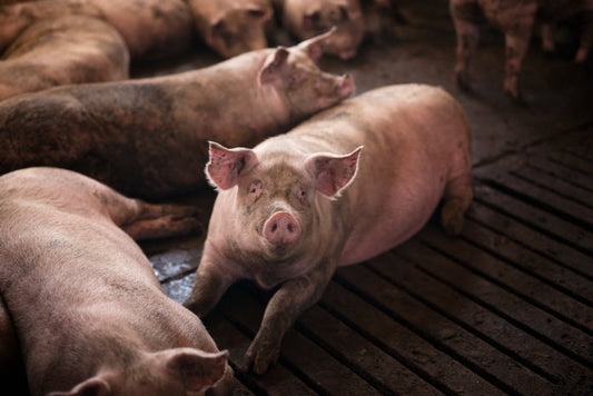Pig Butchering Scams: The Rising Threat in Online Fraud